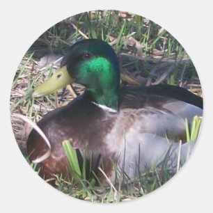 Adesivo Redondo Macho Mallard Duck Stickers