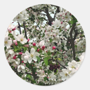 Adesivo Redondo Macieira em Flor