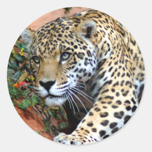 Adesivo Redondo Macro de desengaço do leopardo