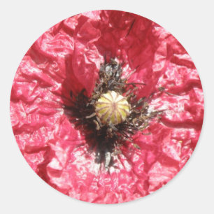 Adesivo Redondo Macro-Stickers bonito Red Poppy