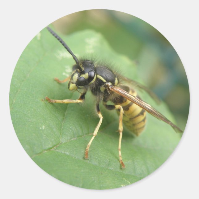 Adesivo Redondo Macro Stickers Hoverfly (Frente)