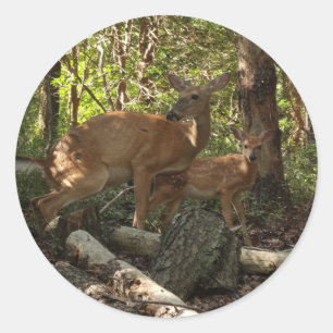Adesivo Redondo Madre e bebê veados no Parque Nacional de Shenand