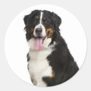 Adesivo Redondo Mãe de Cachorro Bernês Montanhês Pai Cachorro Resg