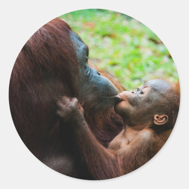 Adesivo Redondo Mãe e bebê Orangutan (Frente)