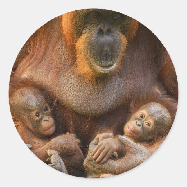 Adesivo Redondo Mãe Orangutan Segurando Dois Bebês (Frente)