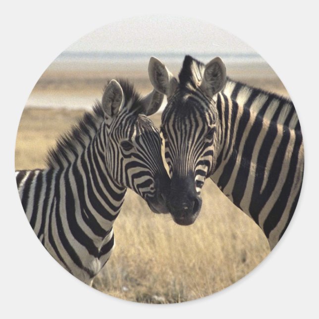 Adesivo Redondo Mãe zebra e zebra jovem (Frente)