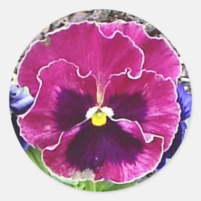 Adesivo Redondo Magenta e Violet Pansy Sticker (Frente)