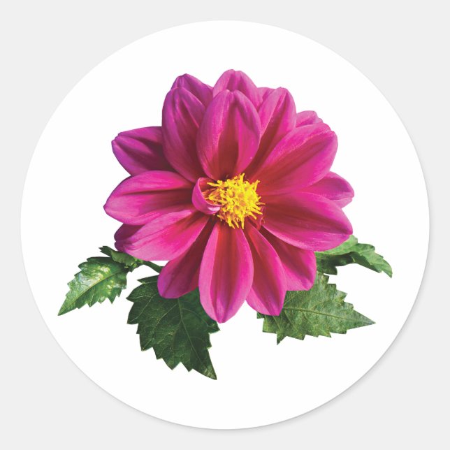 Adesivo Redondo Magenta Gerbera Daisy (Frente)