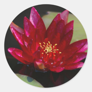 Adesivo Redondo Magenta Lotus Waterlily