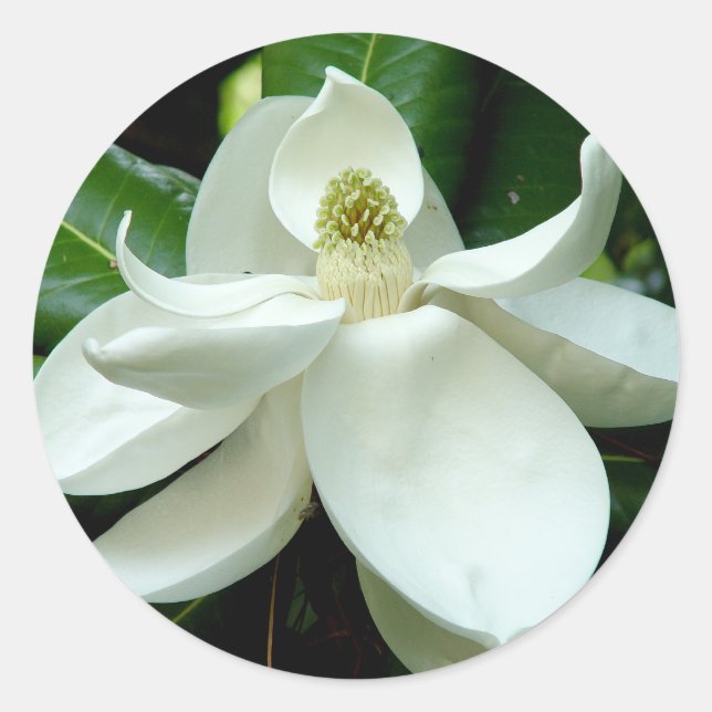 Adesivo Redondo Magnolia Bloom Sticker (Frente)