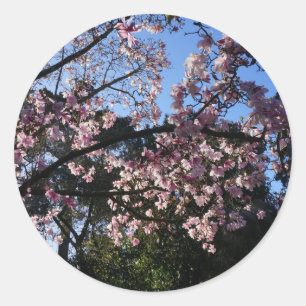 Adesivo Redondo Magnolia dawsoniana #2