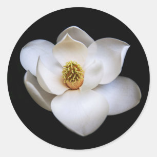 Adesivo Redondo Magnolia Fllower Black Round Sticker Floral