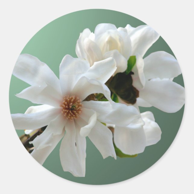Adesivo Redondo Magnolia Stellata Envelope Seal Sticker (Frente)