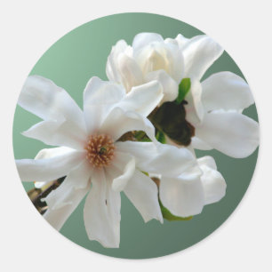 Adesivo Redondo Magnolia Stellata Envelope Seal Sticker
