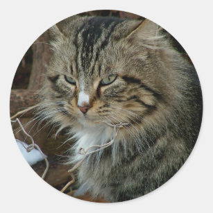 Adesivo Redondo Maine Coon Feral Cat em Retrato de inverno