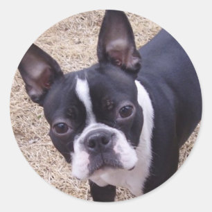 Adesivo Redondo mais bostonterrier