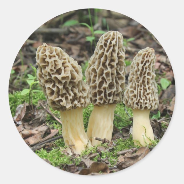 Adesivo Redondo Mais Morels (Frente)