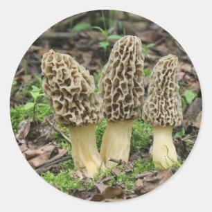 Adesivo Redondo Mais Morels