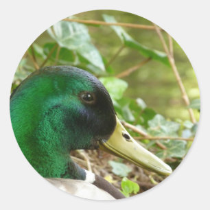 Adesivo Redondo Male Mallard Duck Head