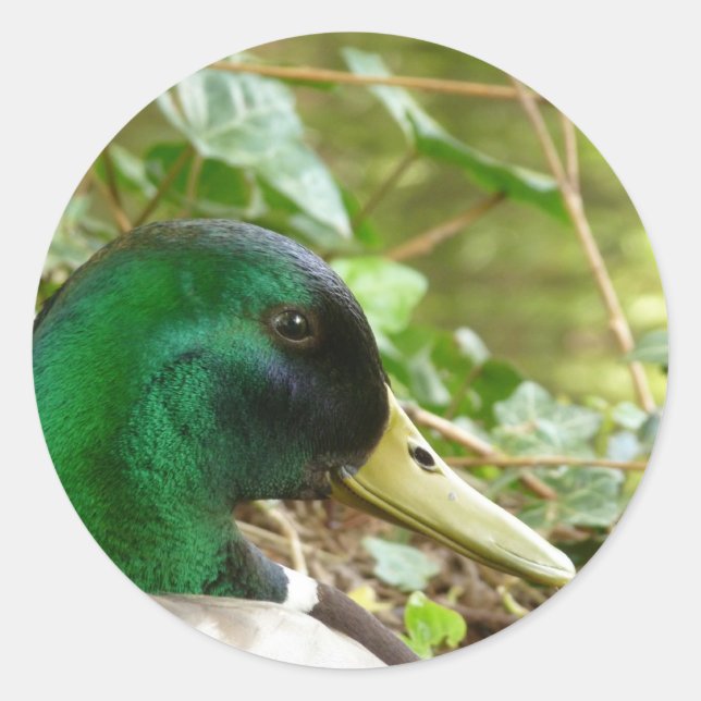 Adesivo Redondo Male Mallard Duck Head (Frente)