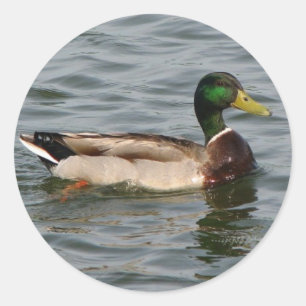 Adesivo Redondo Mallard Duck