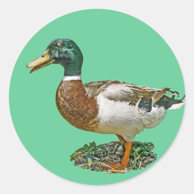 Adesivo Redondo Mallard Duck (Frente)