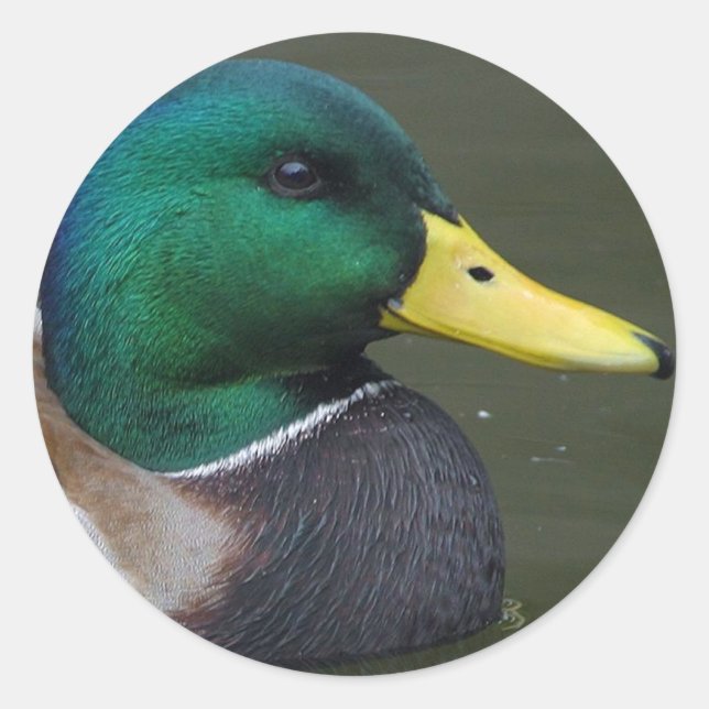 Adesivo Redondo Mallard Duck (Frente)
