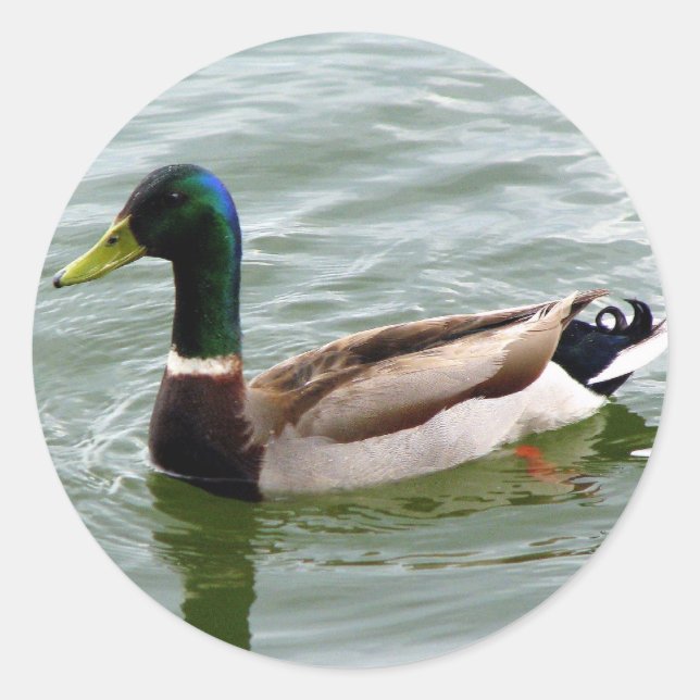 Adesivo Redondo Mallard Duck (Frente)