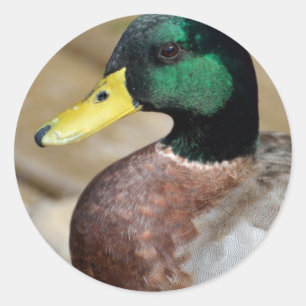 Adesivo Redondo Mallard Duck