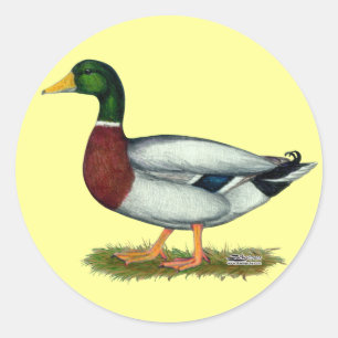 Adesivo Redondo Mallard Duck Drake