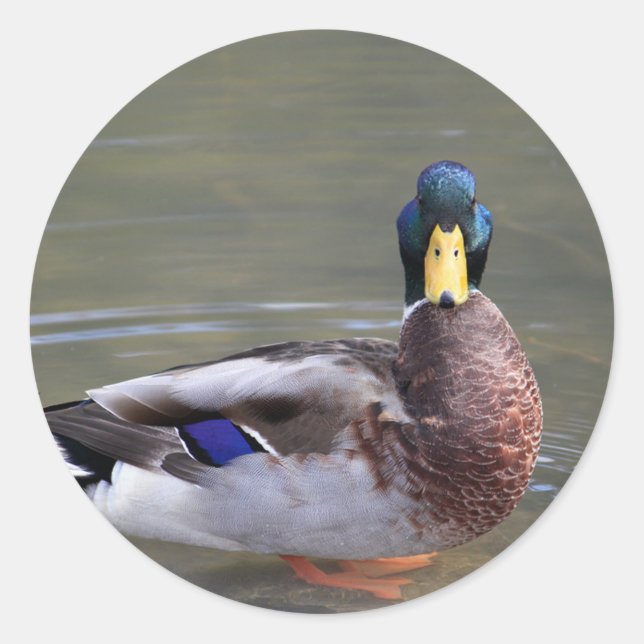 Adesivo Redondo Mallard Duck Drake Water Photo (Frente)
