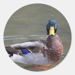 Adesivo Redondo Mallard Duck Drake Water Photo
