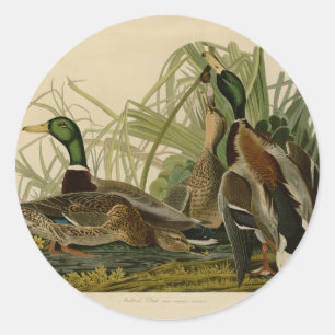 Adesivo Redondo Mallard Duck - Pincel de Ave Audubon