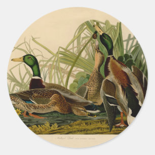 Adesivo Redondo Mallard Duck - Pincel de Ave Audubon