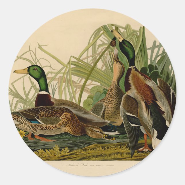 Adesivo Redondo Mallard Duck - Pincel de Ave Audubon (Frente)