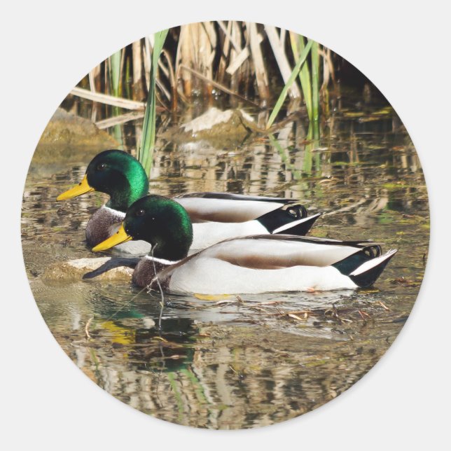 Adesivo Redondo Mallard Ducks Round Sticker (Frente)
