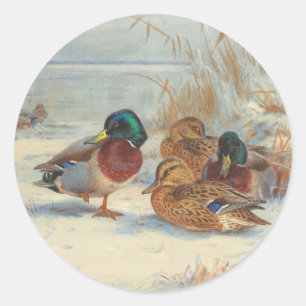 Adesivo Redondo Mallard e chalé na neve, Aves