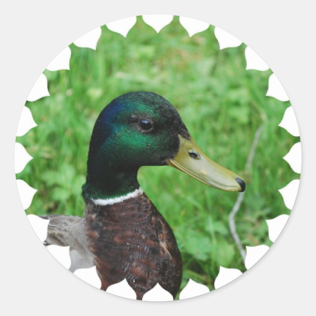 Adesivo Redondo Mallard Stickers (Frente)