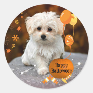 Adesivo Redondo Maltês Puppy comemora o Halloween