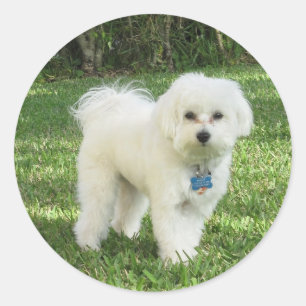 Adesivo Redondo Maltipoo Sticker