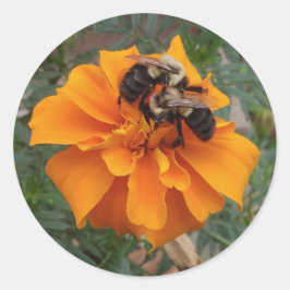 Adesivo Redondo Mamangabas na Flor Marigold