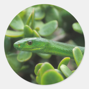 Adesivo Redondo Mamba-verde-oriental (Dendroaspis angusticeps)