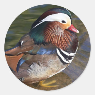 Adesivo Redondo Mandarin Duck