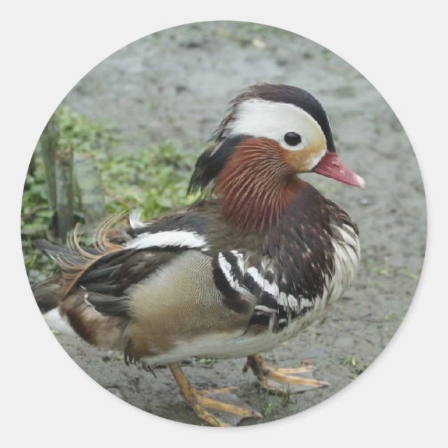 Adesivo Redondo Mandarin Duck (Frente)