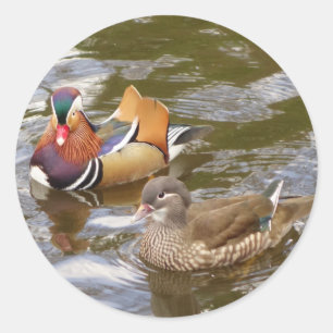 Adesivo Redondo Mandarin Ducks Sticker