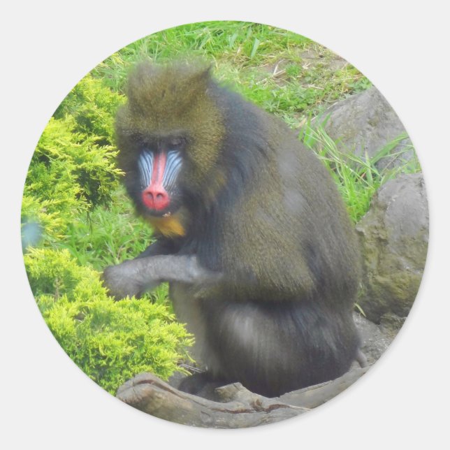 Adesivo Redondo Mandrill nº 9 Stickers (Frente)