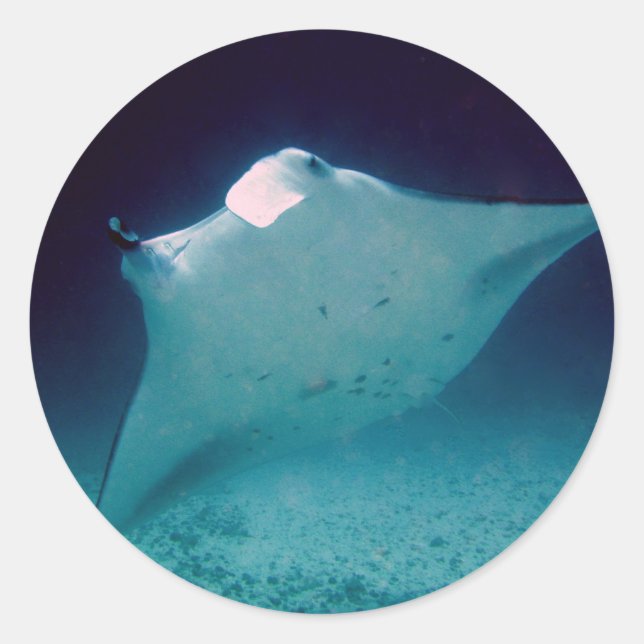 Adesivo Redondo Manta (Frente)