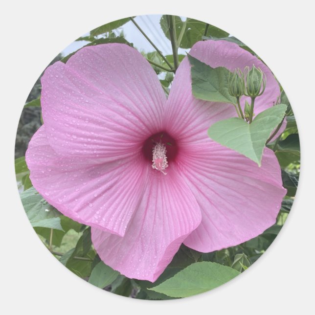 ADESIVO REDONDO MANTENHA-A - POTÊNCIA DO PINCO (Frente)