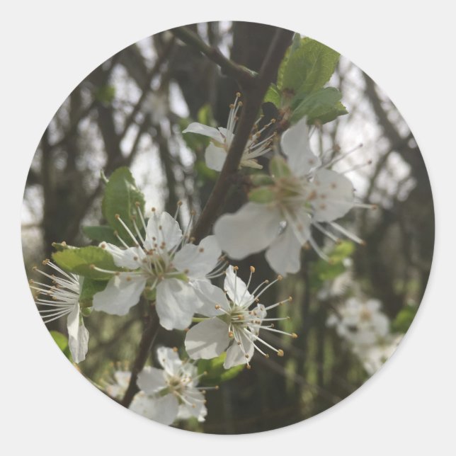 ADESIVO REDONDO MANTENHA-A - PUREZA DA ESPERANÇA (Frente)