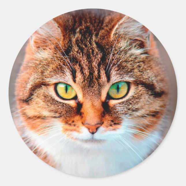 Adesivo Redondo Manx Cat Face (Frente)